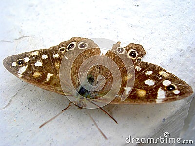 Moth Stock Photo