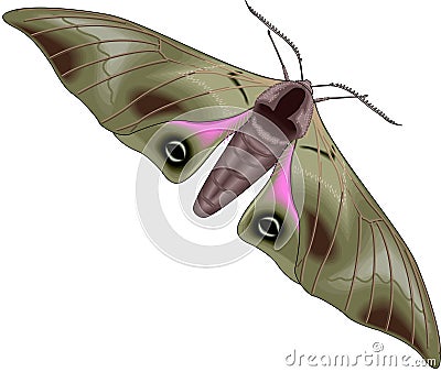 Moth Stock Photo