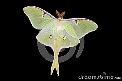 Moth Stock Photo