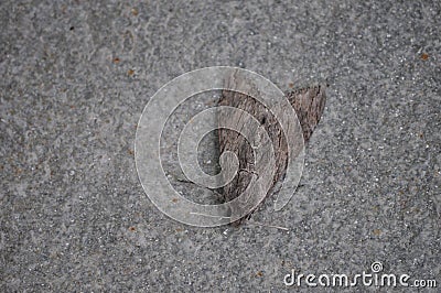 Moth animal of class Insecta insects Stock Photo