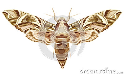 Moth, butterfly. Daphnis nerii. The moth is a mystical symbol and talisman. Vector Illustration