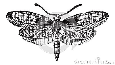 Moth Butterfly or Liphyra brassolis, vintage engraving Vector Illustration