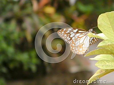 Moth Butterfly Rhopalocera Insect Animal on Green Plant Leaves. Nature Blooms Stock Photo