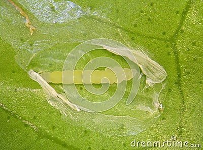 Moth Citrus Leafminer Stock Photo