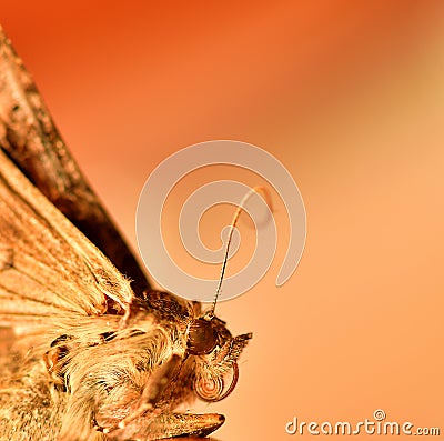 Moth. Close photo of moth shows distinctive red eyes and hooked white stripe Stock Photo