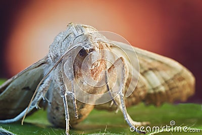 Moth close-up with color background Stock Photo