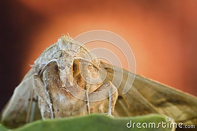 Moth close-up with color background Stock Photo