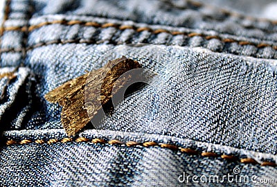 The mole is sitting on jeans clothes Stock Photo