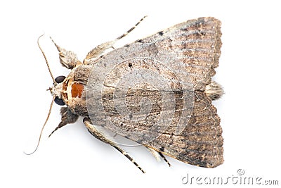 Moth Stock Photo