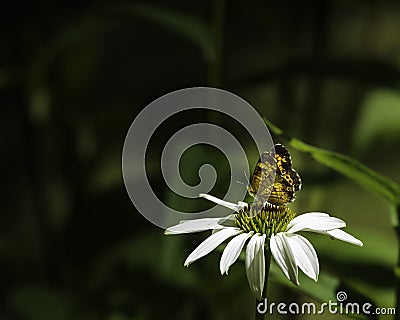 Moth on a Cone flower Daisy Stock Photo