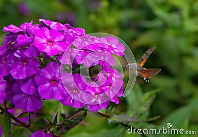 A moth copying a Hummingbird Stock Photo