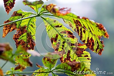 Moth damaged horse-chestnut tree ;Aesculus hippocastanum; leaves Stock Photo