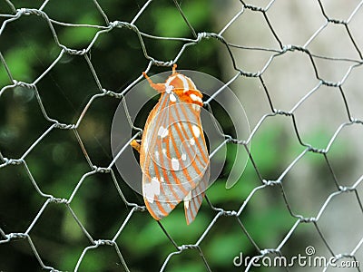 Moth on Fence Stock Photo