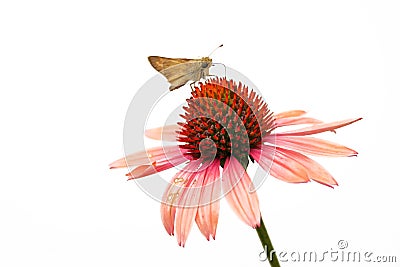 Moth on Flower Stock Photo