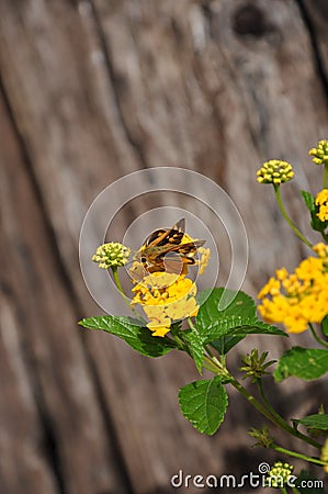 Moth & Flower Stock Photo