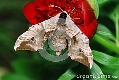 Moth and flower Stock Photo