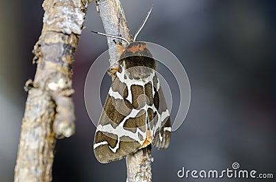 Moth Stock Photo