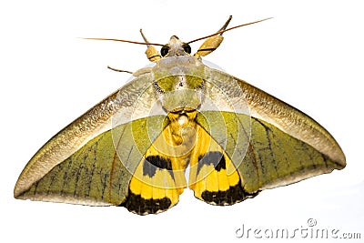 moth isolated on white background close up upper view yellow green Stock Photo