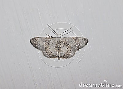 The moth of Luck Stock Photo