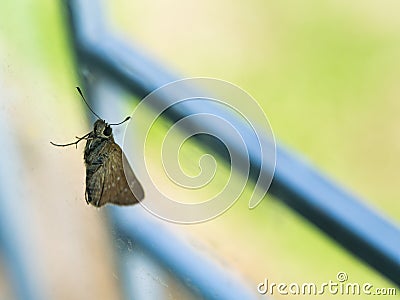 Moth on a Miror Outside The House Stock Photo