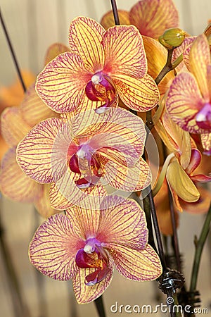 Moth orchid Stock Photo