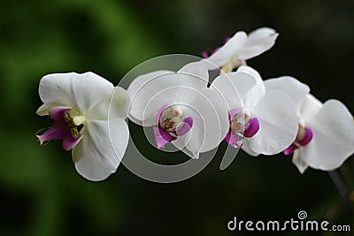 Moth orchid Phalaenopsis orchid Stock Photo