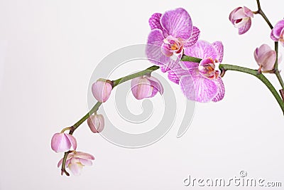 Moth Orchid (Phalaenopsis orchidaceae) Stock Photo
