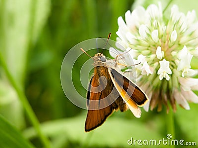 Moth outside clover close up macro Stock Photo