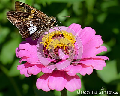 Moth on Pink Zinnia Flower Stock Photo