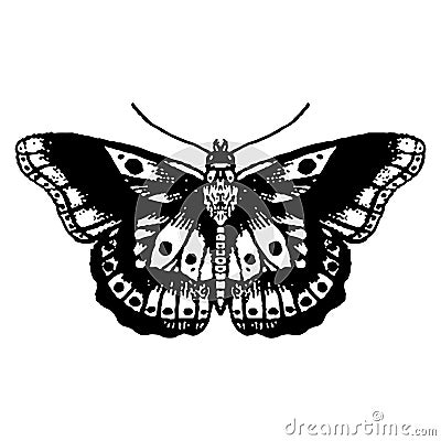 Moth silhouette. Hand Vector Illustration. isolated on white background Vector Illustration