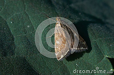 Moth sits on a green leaf macro Stock Photo