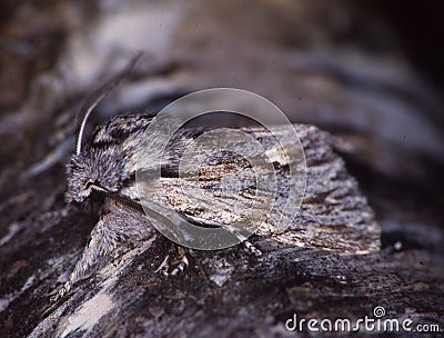 Moth sits on tree trunk Stock Photo