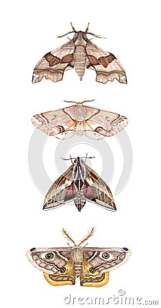 Moth study Stock Photo