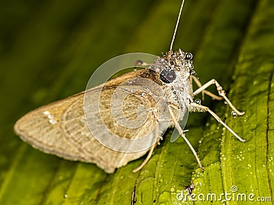 Moth with water drops on leaf Stock Photo