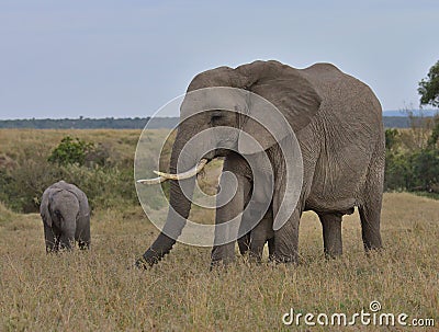 mother african elephant grazes peacefully as one calf suckles on her teats and the other looks on in the wild savannah of the Stock Photo