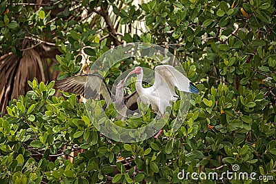 Mother American white ibis Eudocimus albus feeds a juvenile baby Stock Photo