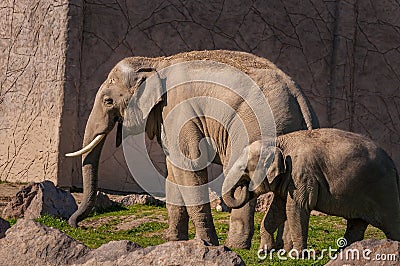 Mother and baby African Elephants wailking on the grass Stock Photo