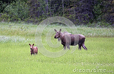 Mother and baby alaskan caribou Stock Photo