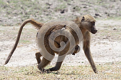Mother and baby baboon walking in Chobe riverfront Stock Photo