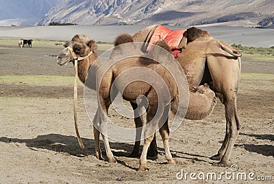 Mother and baby bactrian camel in desert Nubra valley Stock Photo