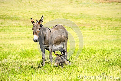 Mother and Baby Burro Stock Photo