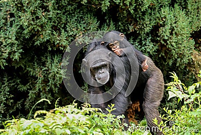 Mother with baby Chimpanzee on its back Stock Photo