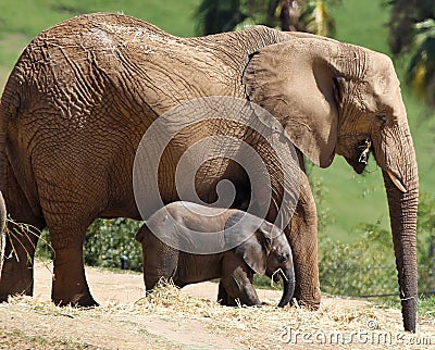 Mother and baby elephant Stock Photo