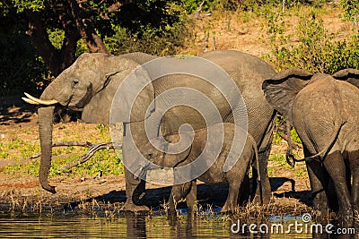 Mother and baby elephant drinking Chobe Botswana Stock Photo