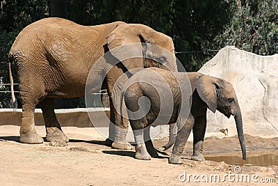 Mother and baby elephant Editorial Stock Photo