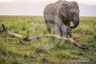 Mother & baby elephant Stock Photo