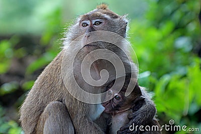 Mother and Baby Stock Photo