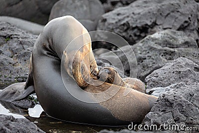 Mother and baby Galapagos Sea lions nestled on black lava rocks near tide pool Stock Photo