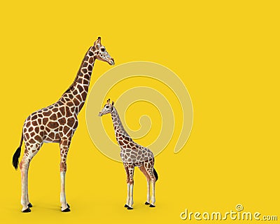 Mother and baby giraffes Stock Photo