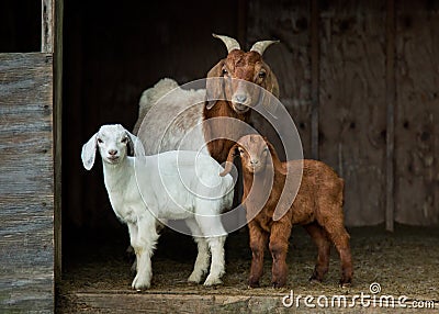 Mother and Baby Goats in Shed on the Farm Stock Photo